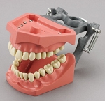860 Spring-Joint Articulator with 30-DEGREE Condyles